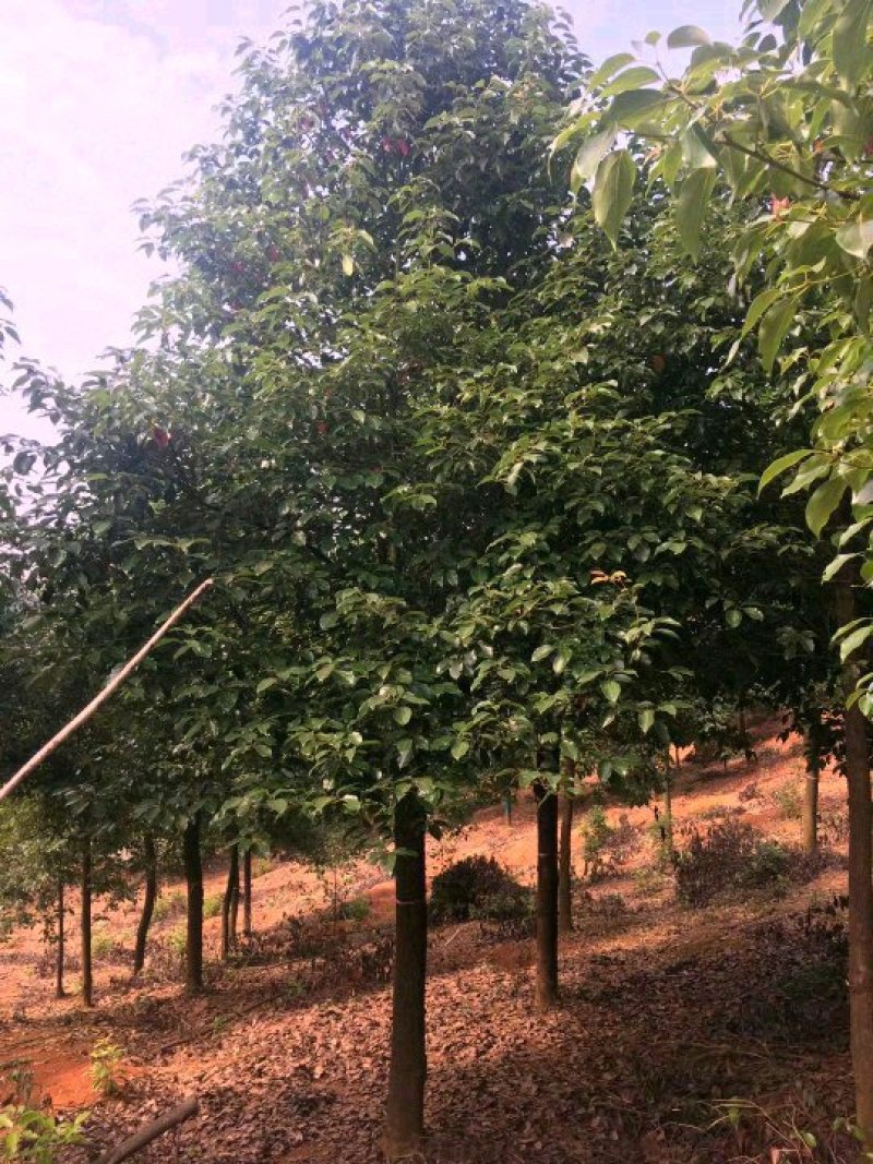袋苗香樟15-20截杆发帽益阳迎风桥老李一手货源