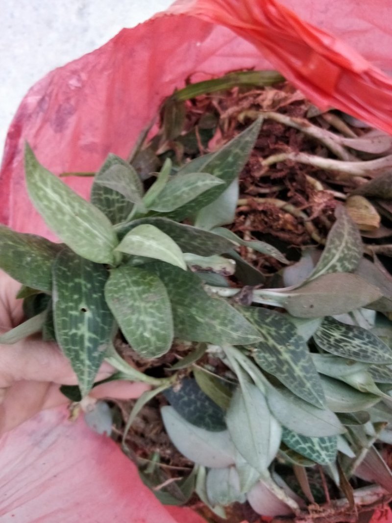 斑叶兰，银线莲