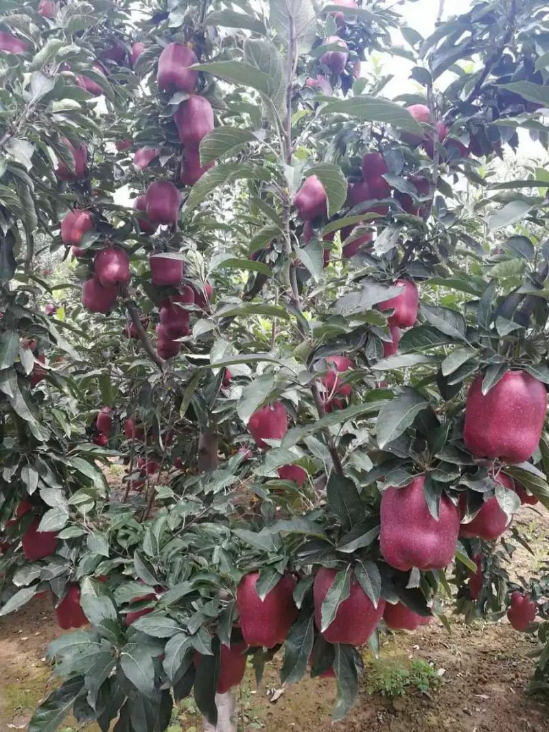 甘肃花牛苹果蛇果产地直发包邮