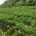 提供艳椒，螺丝椒，线椒，恩施高山蔬菜