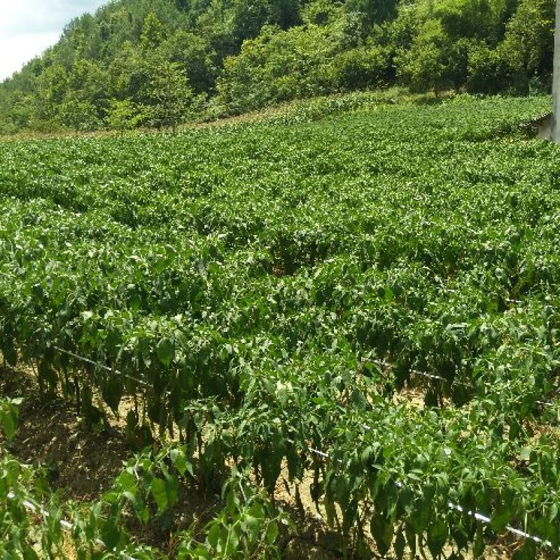 提供艳椒，螺丝椒，线椒，恩施高山蔬菜