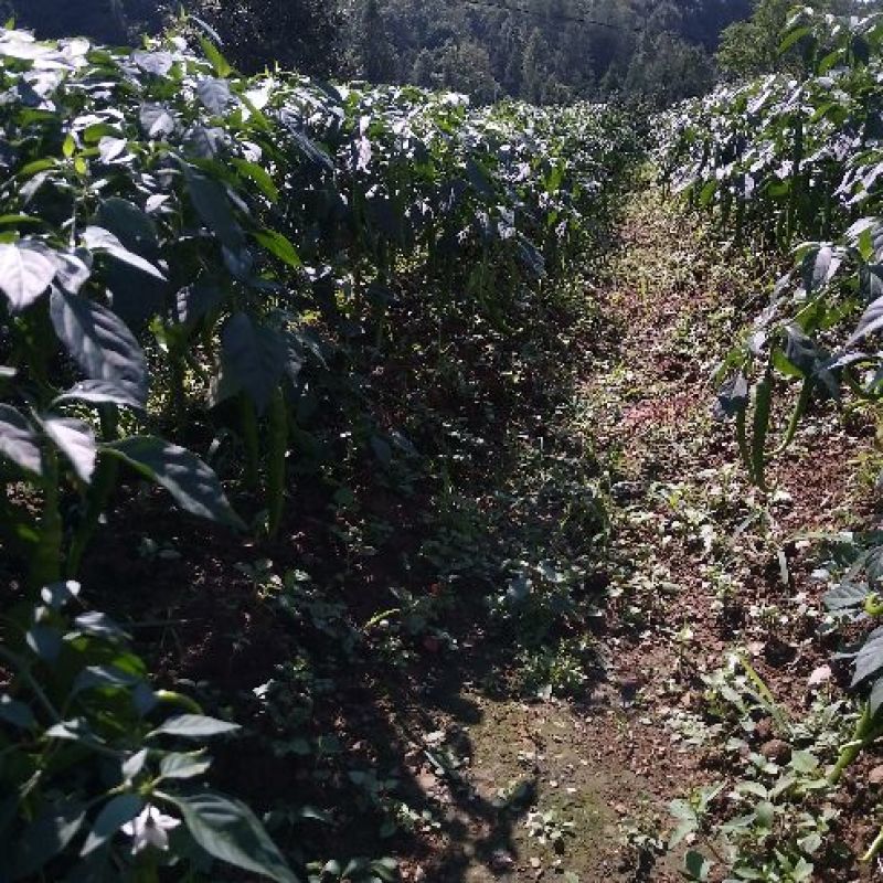 提供艳椒，螺丝椒，线椒，恩施高山蔬菜