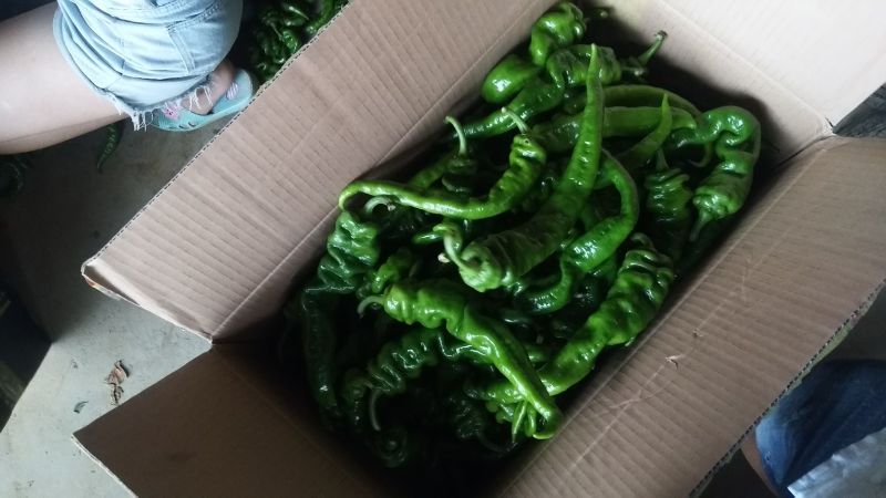 提供艳椒，螺丝椒，线椒，恩施高山蔬菜