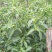 提供艳椒，螺丝椒，线椒，恩施高山蔬菜