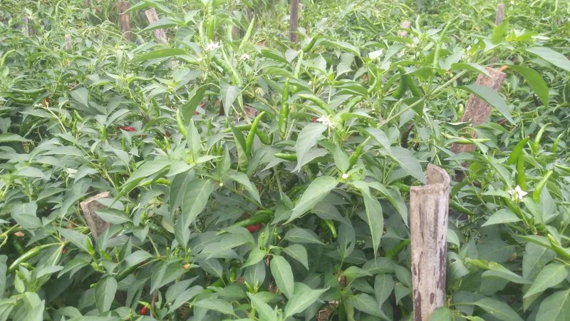 提供艳椒，螺丝椒，线椒，恩施高山蔬菜
