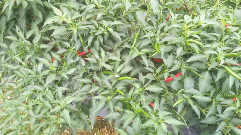 提供艳椒，螺丝椒，线椒，恩施高山蔬菜