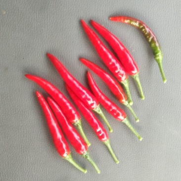 提供艳椒，螺丝椒，线椒，恩施高山蔬菜