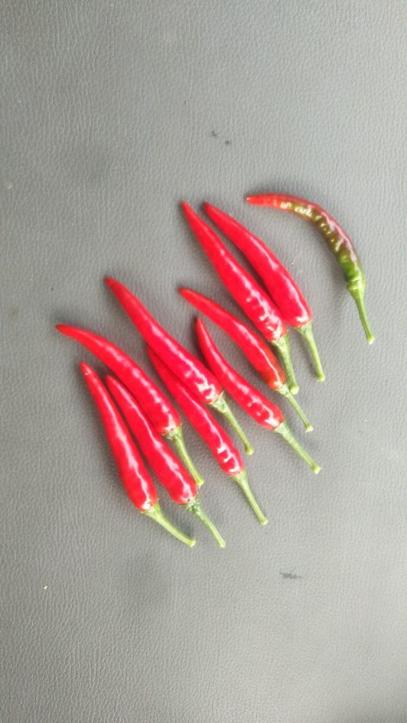 提供艳椒，螺丝椒，线椒，恩施高山蔬菜
