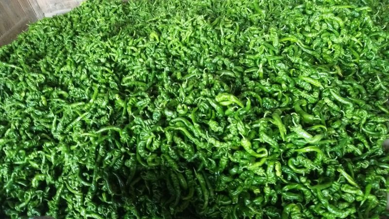 提供艳椒，螺丝椒，线椒，恩施高山蔬菜