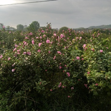 木槿花