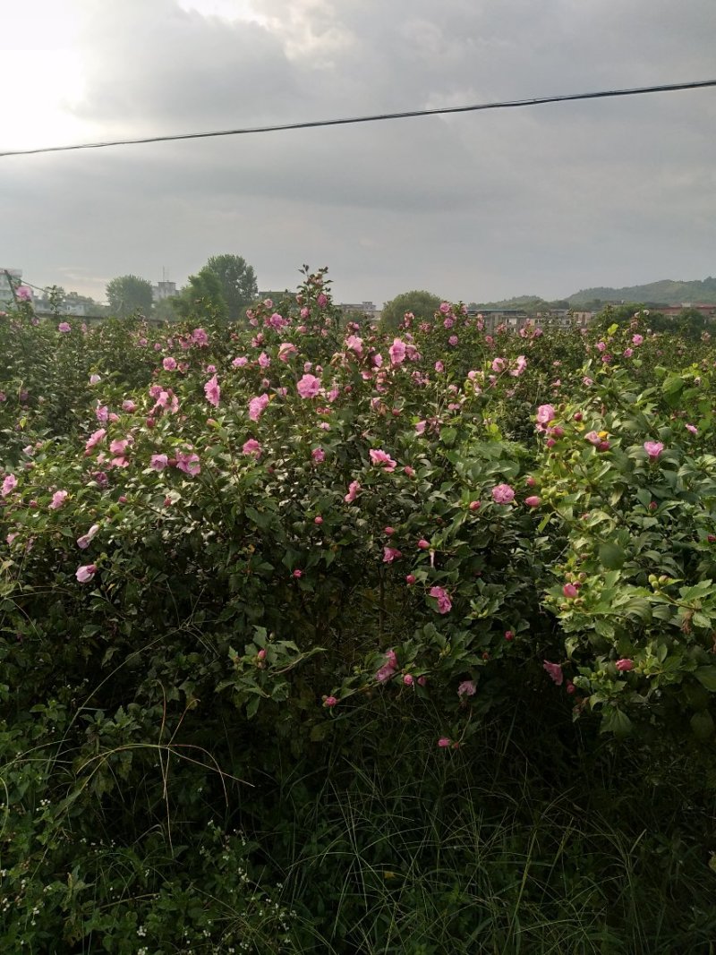 木槿花
