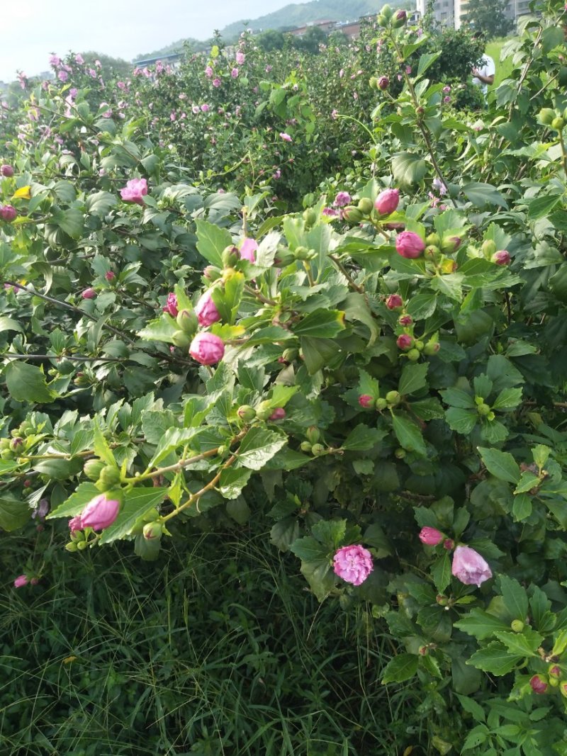 木槿花
