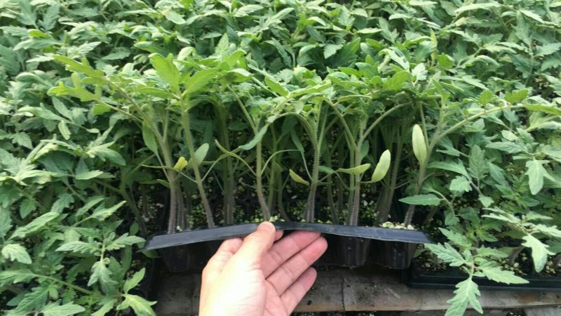 西红柿苗，进口品种，高抗病，大果型，四叶一心，厂家常年直供包