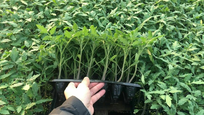 西红柿苗，进口品种，高抗病，大果型，四叶一心，厂家常年直供包