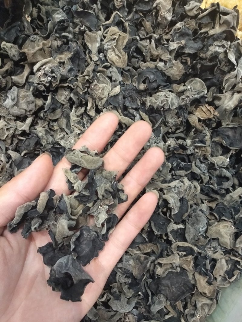 预定生产，价格可谈！黑木耳菌棒