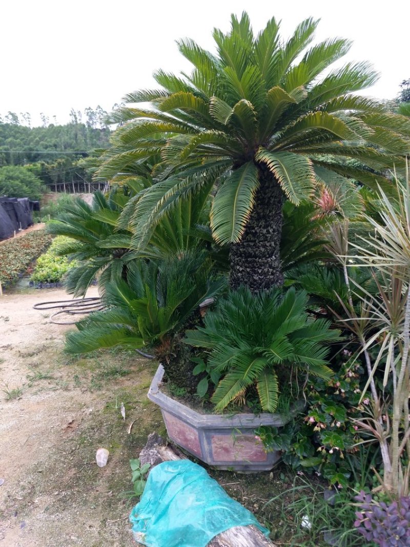 铁树