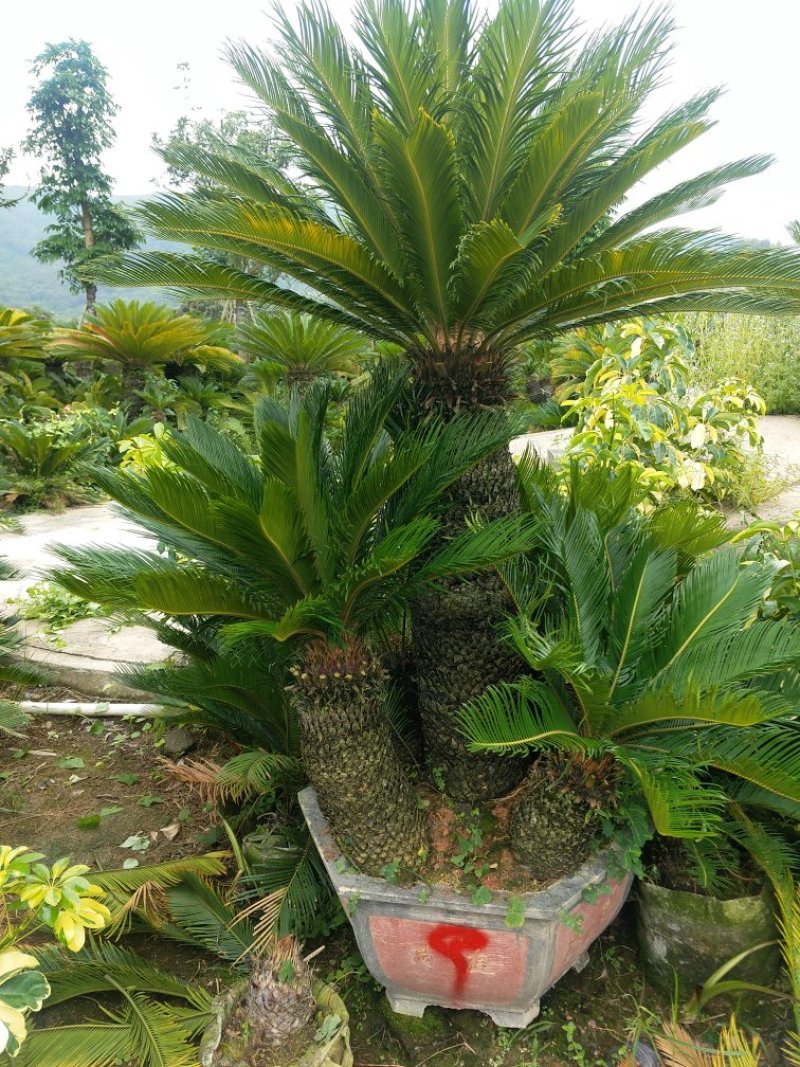 铁树
