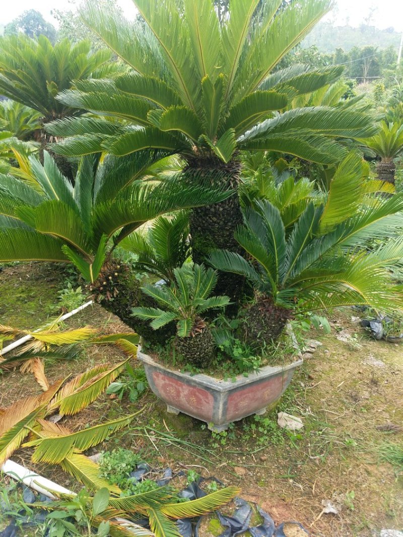 铁树