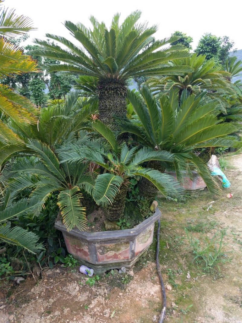 铁树