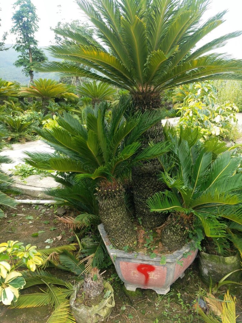铁树