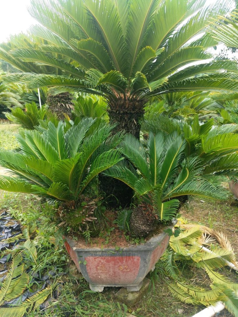 铁树