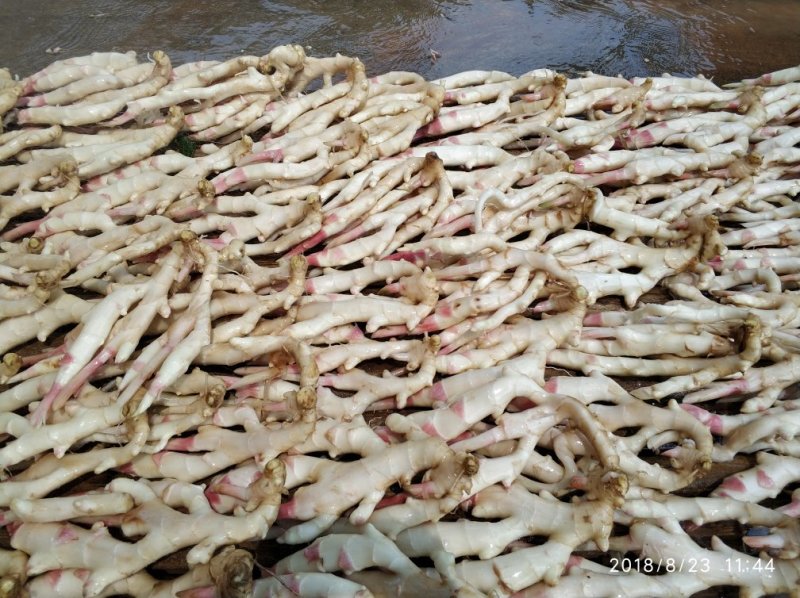绿色食品鲜嫩生姜
