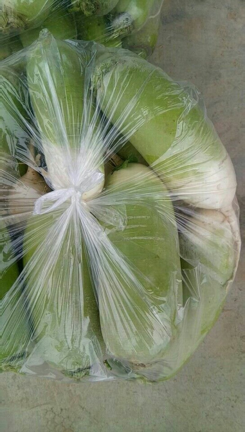黄土高原绿头青萝卜种植基地