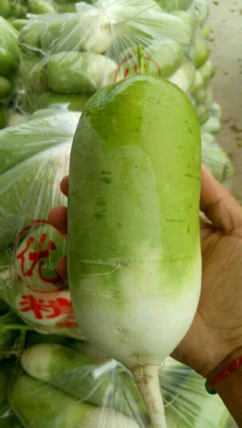 黄土高原绿头青萝卜种植基地