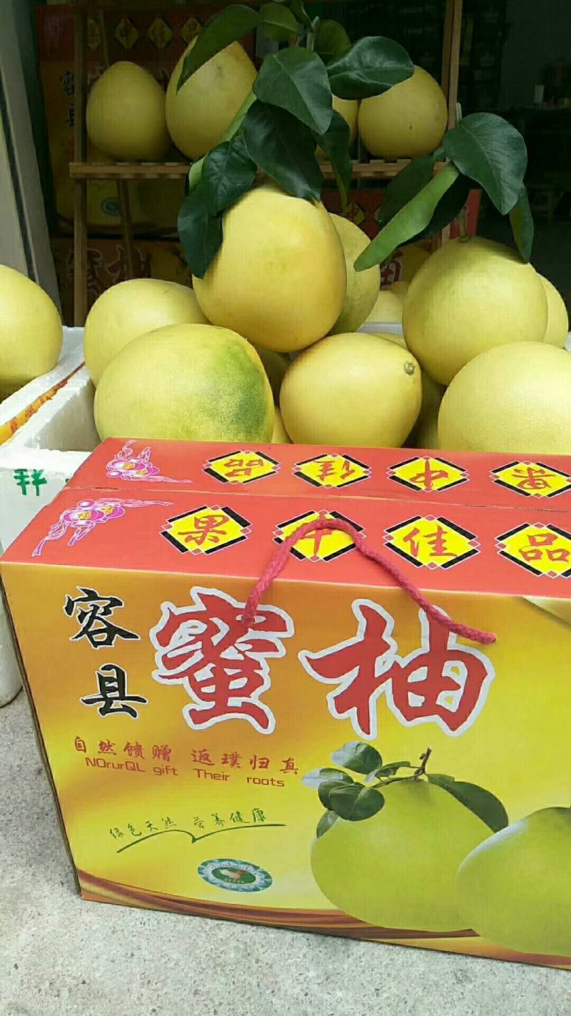 正宗广西容县白肉蜜柚自产自销可一件代发