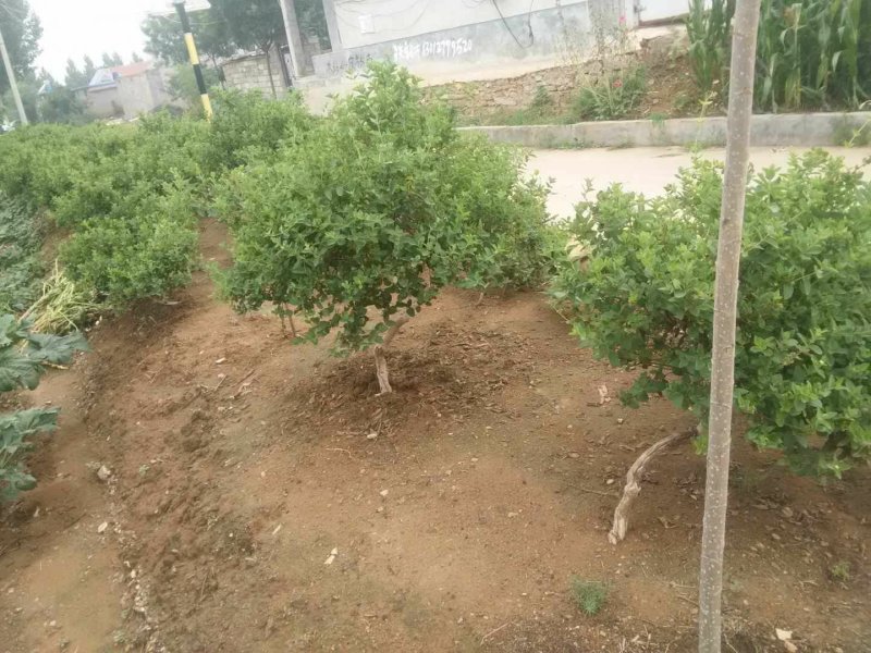 金银花苗，树