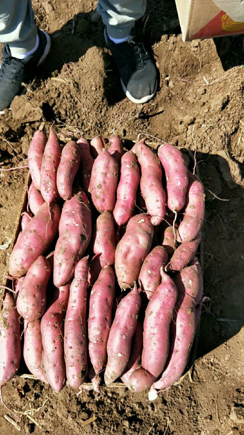 辽宁凌海黑土地红薯白心2两以上质量上乘价格合理