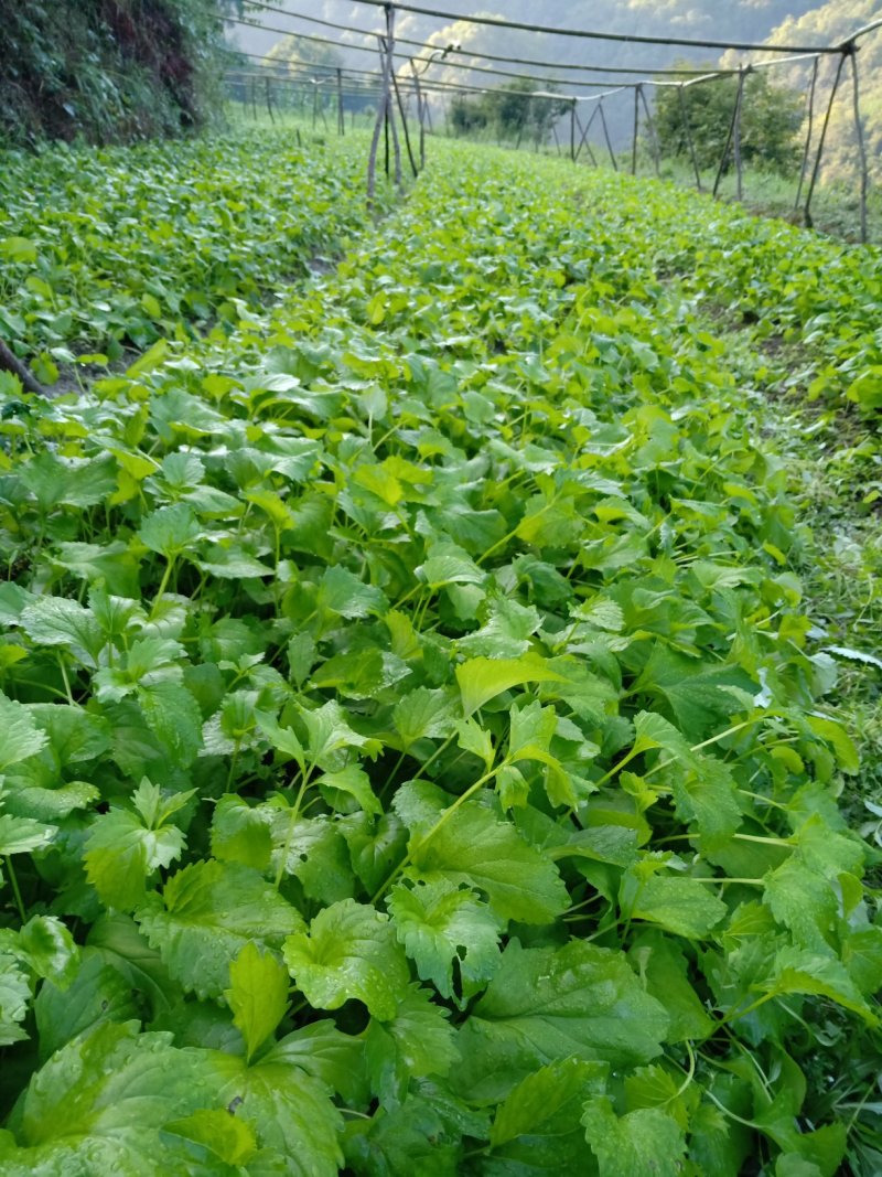 本公司供应缬草苗