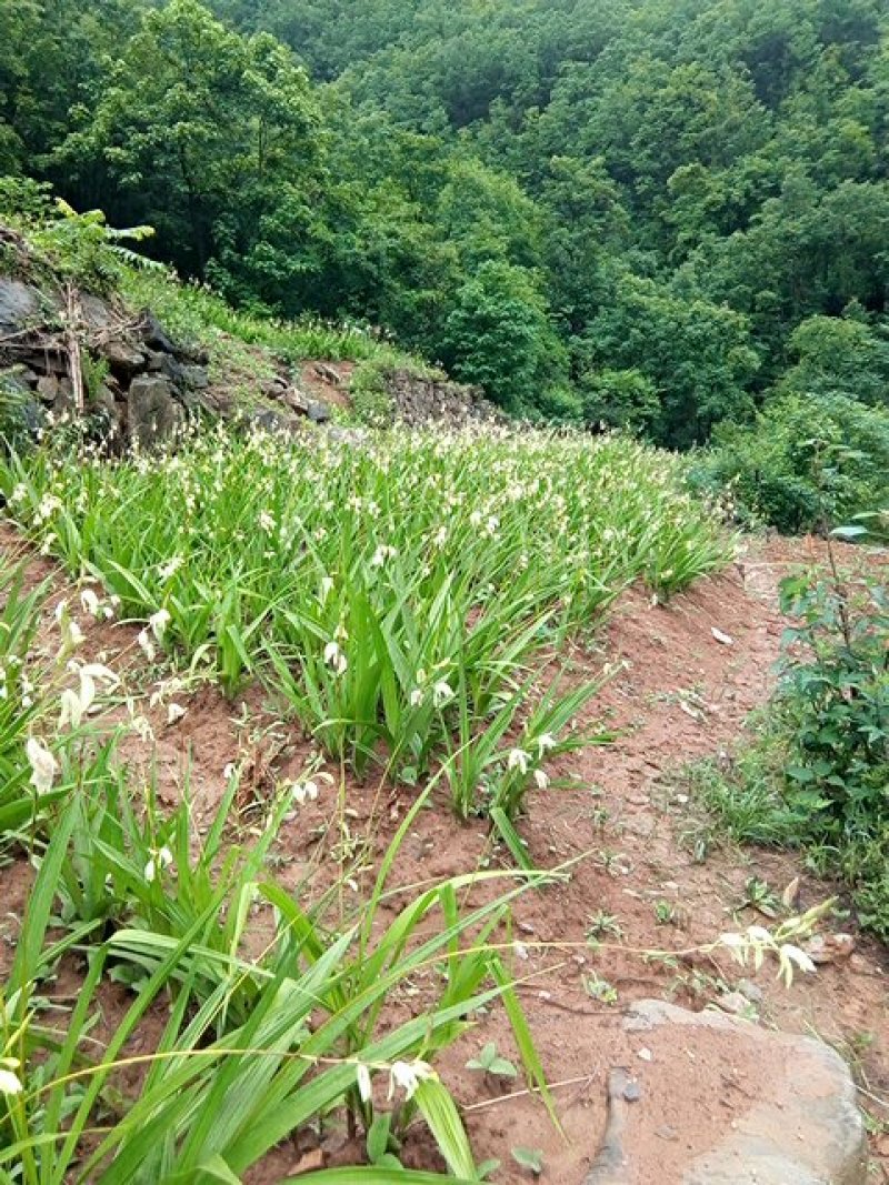 白及鲜货