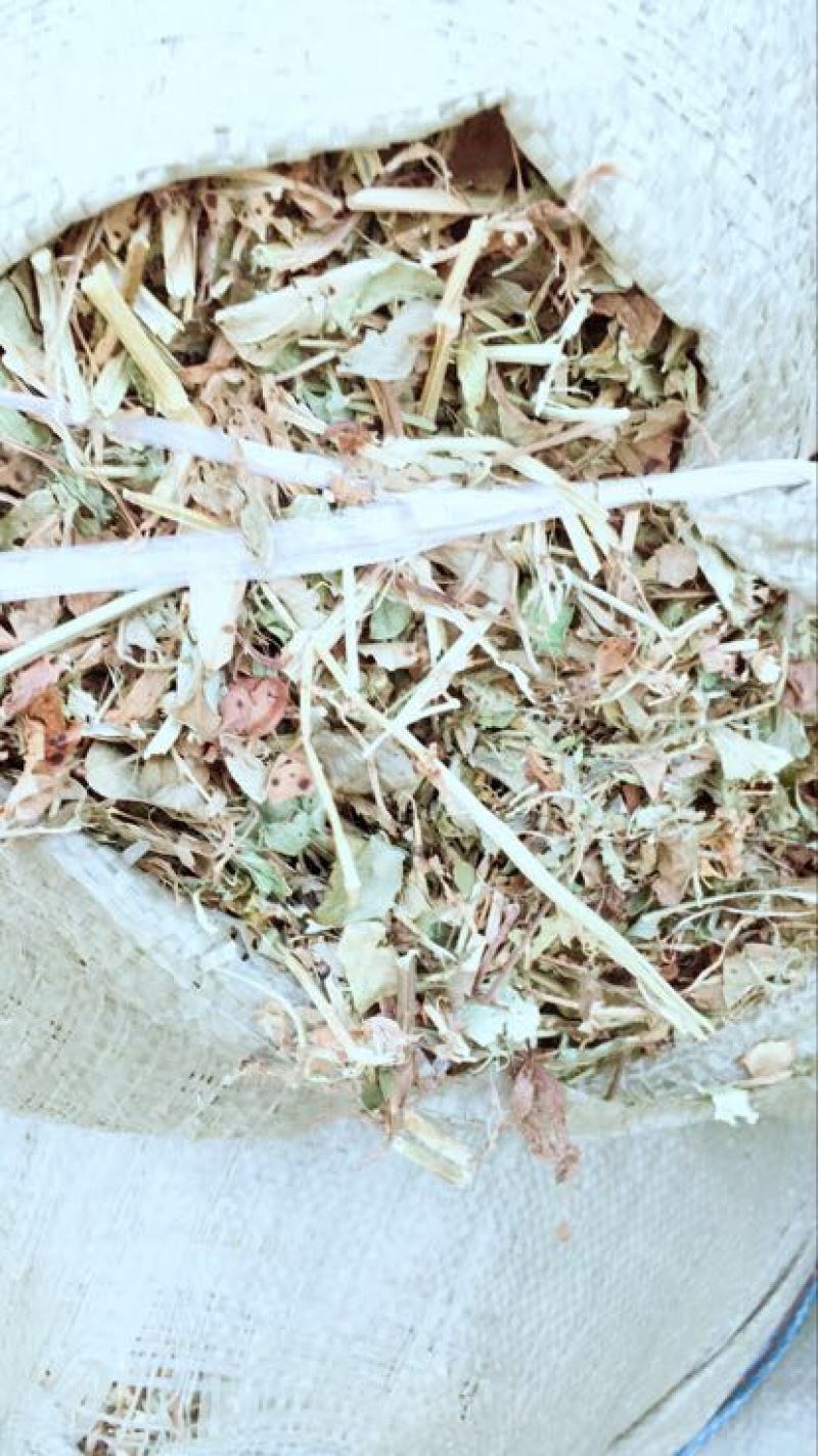 羊草