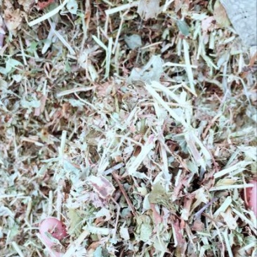 羊草