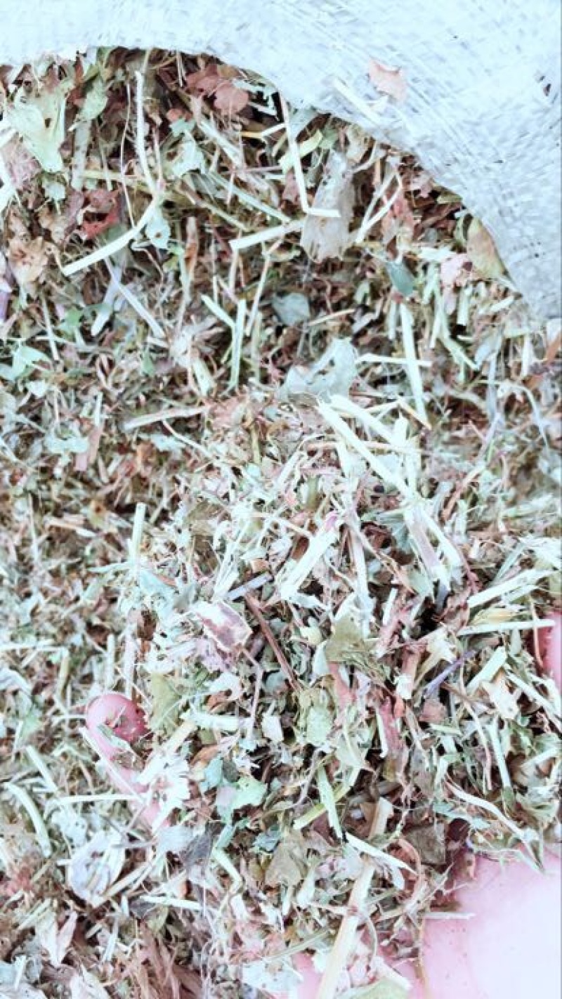羊草
