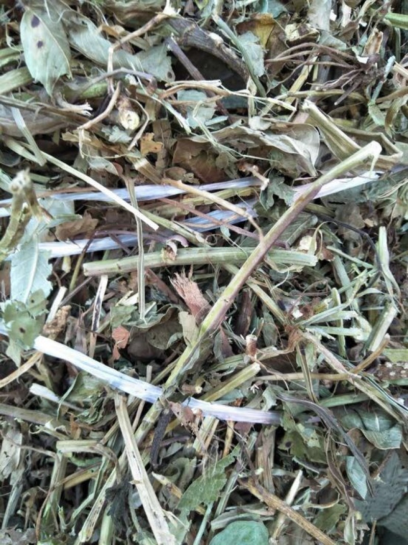 羊草