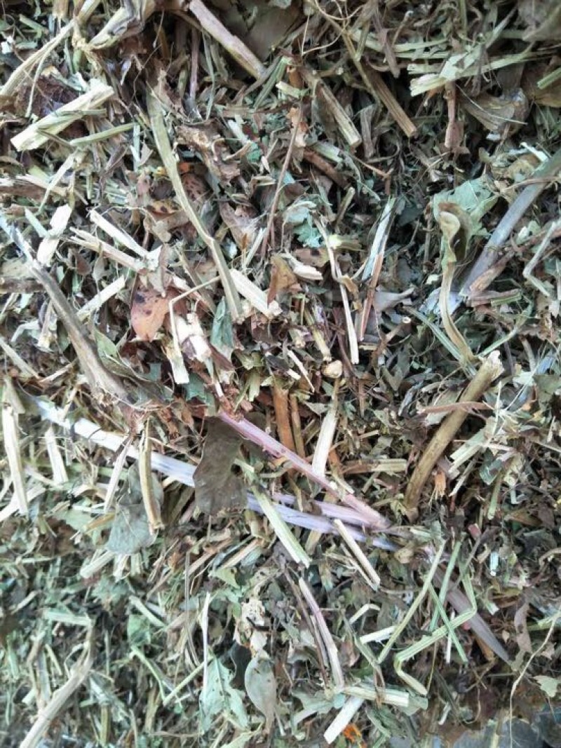 羊草