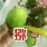 眉县猕猴桃