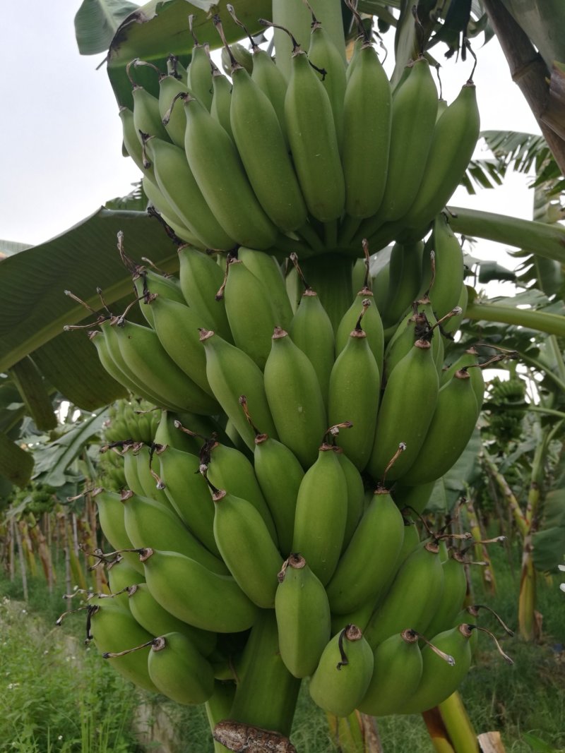 粉蕉，贡蕉