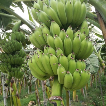 粉蕉，贡蕉