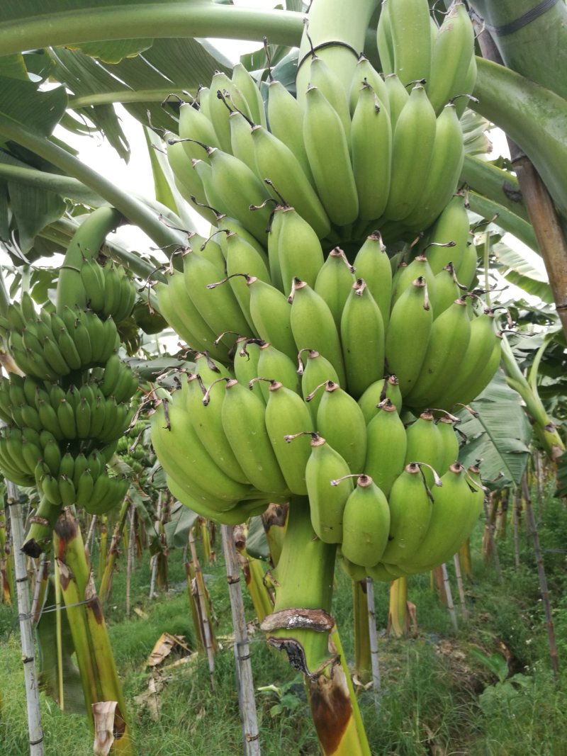 粉蕉，贡蕉