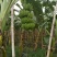 粉蕉，贡蕉
