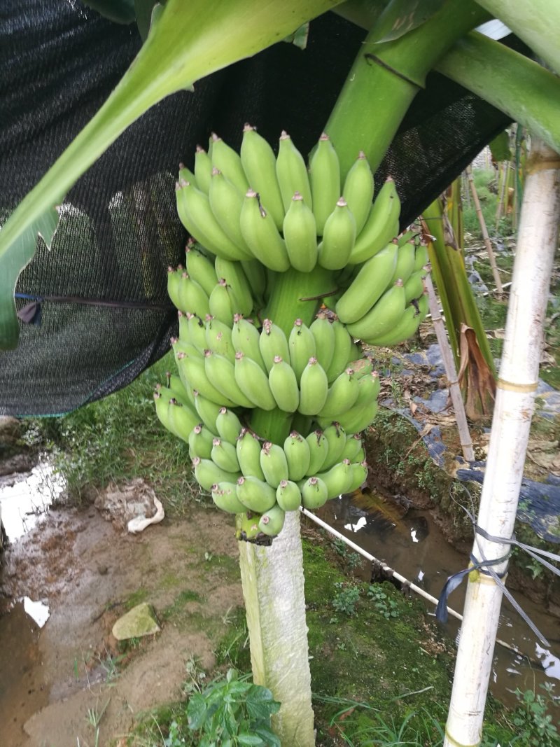 粉蕉，贡蕉