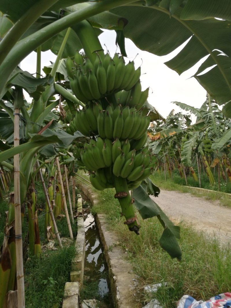 粉蕉，贡蕉