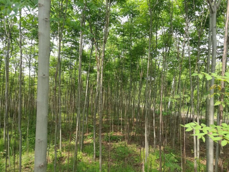 黄山栾树4~6cm4cm以下2.5~3米