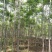 黄山栾树4~6cm4cm以下2.5~3米