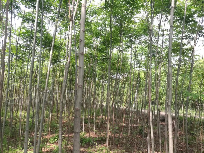 黄山栾树4~6cm4cm以下2.5~3米