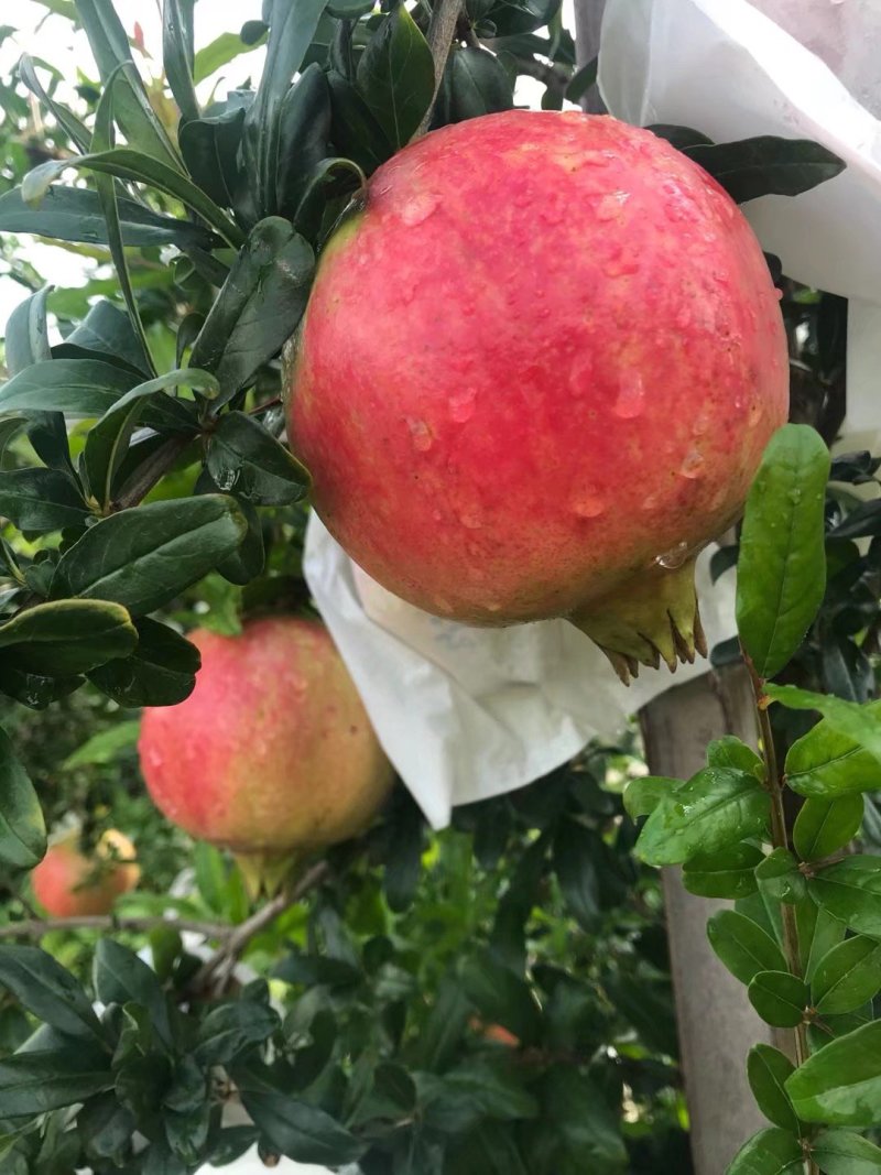 突尼斯软籽石榴