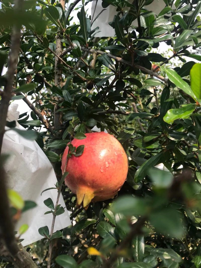 突尼斯软籽石榴